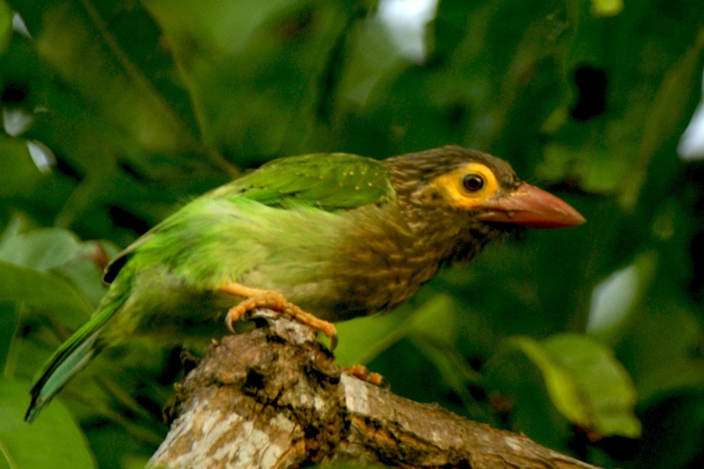Brown-headed Barbet reference