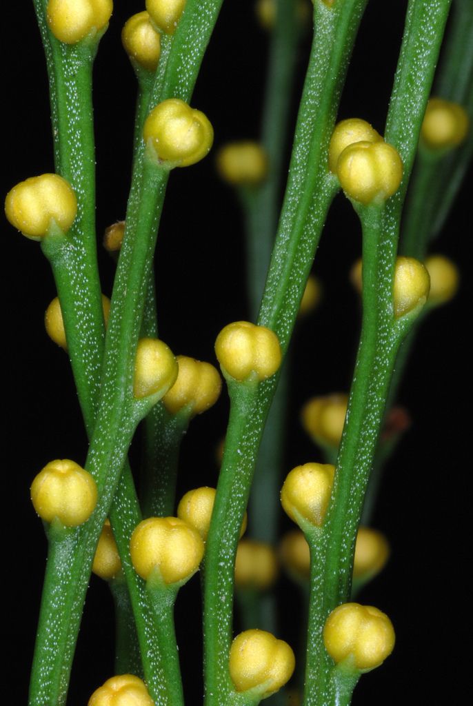 Whisk Fern reference