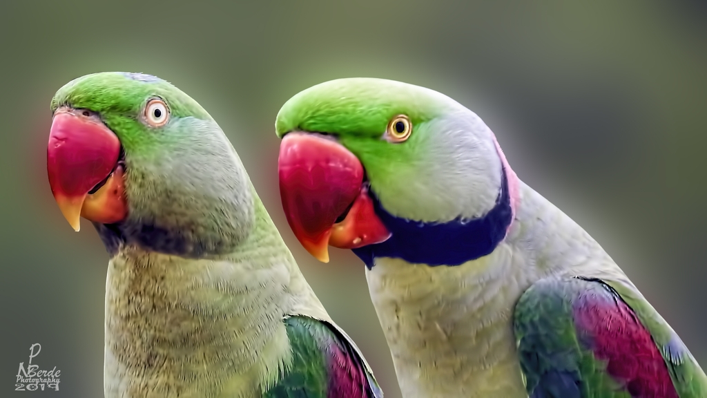 Alexandrine Parakeet reference