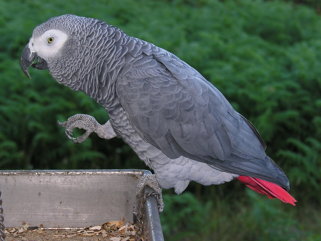 Gray Parrot reference
