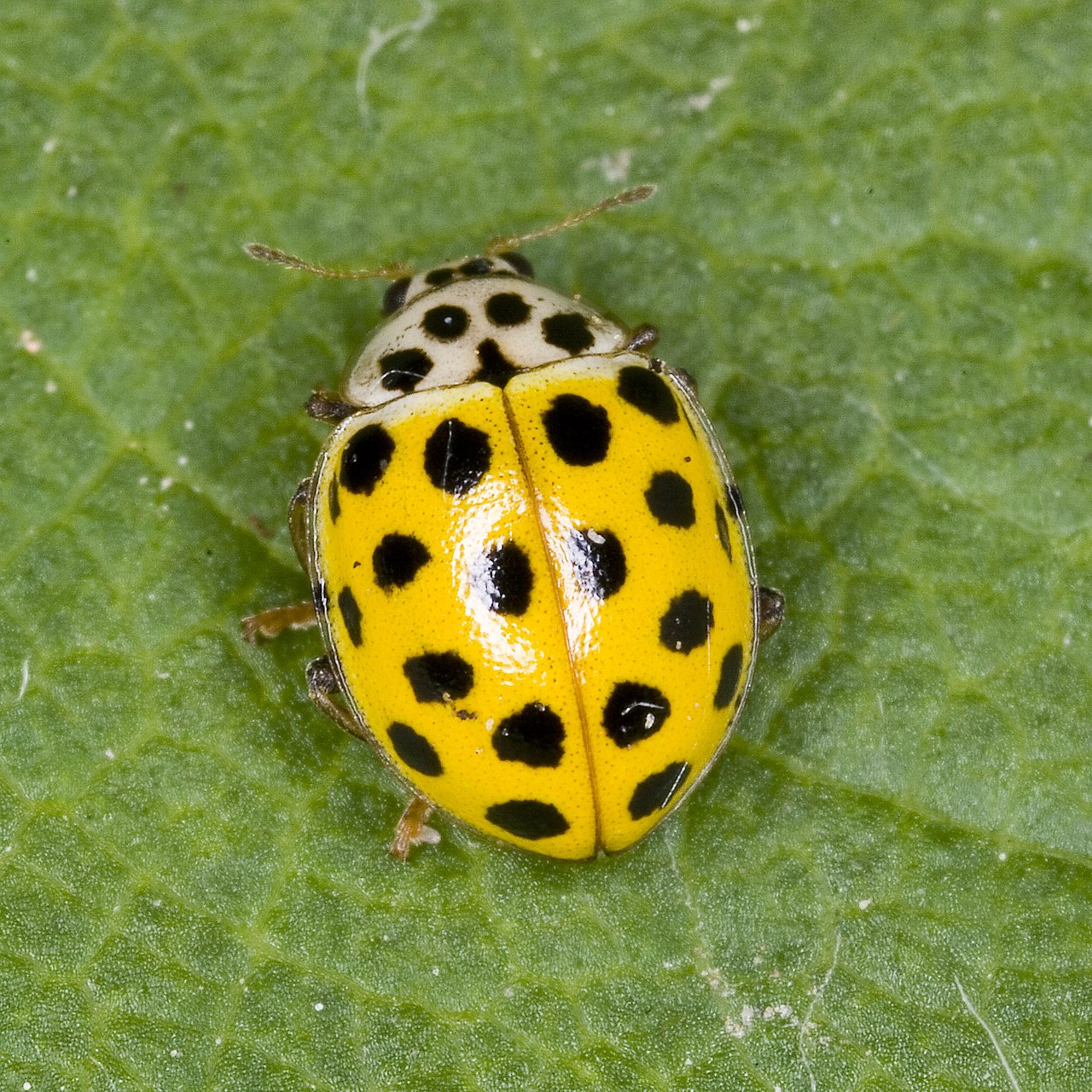 22-spot Ladybird