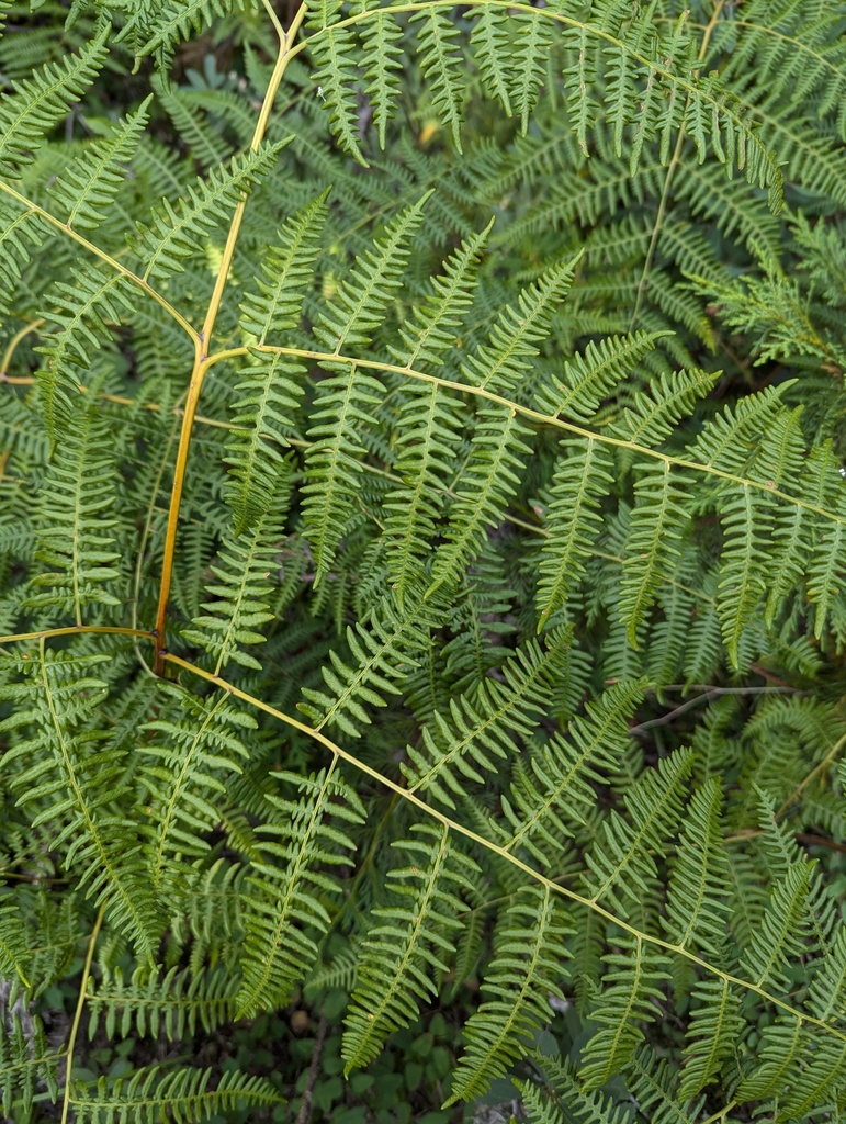 common bracken reference