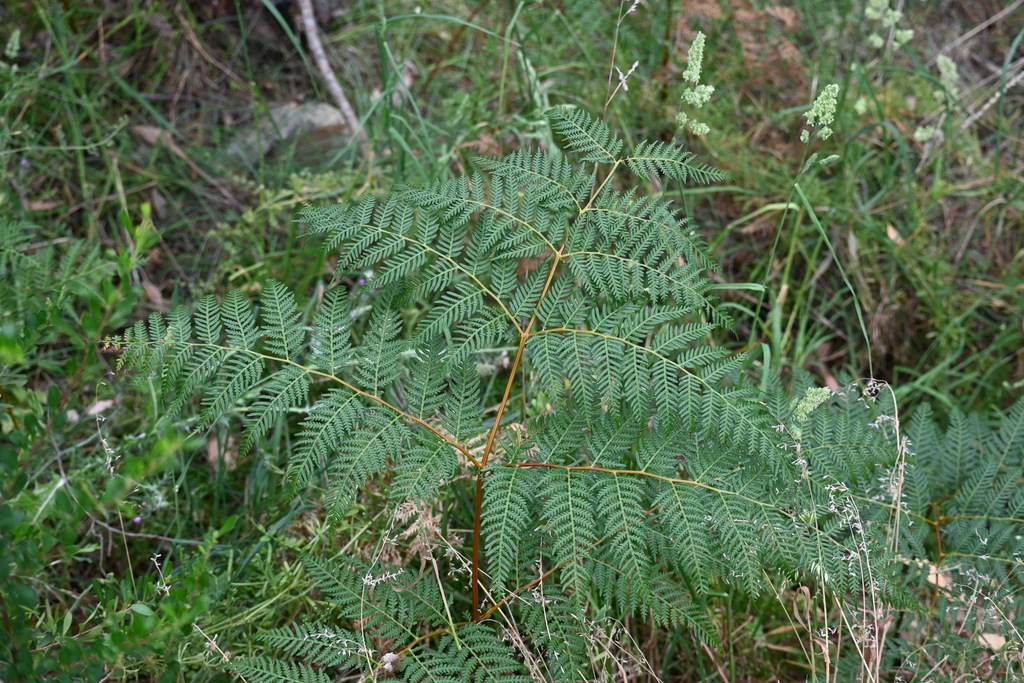 Austral Bracken reference