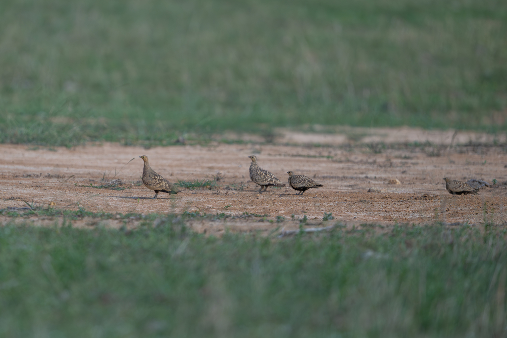 Chestnut-bellied Sandgrouse reference