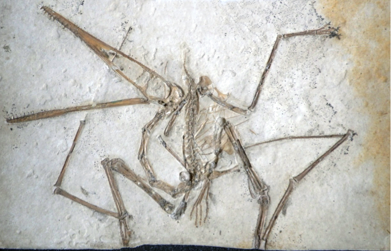 Pterodactylus antiquus reference