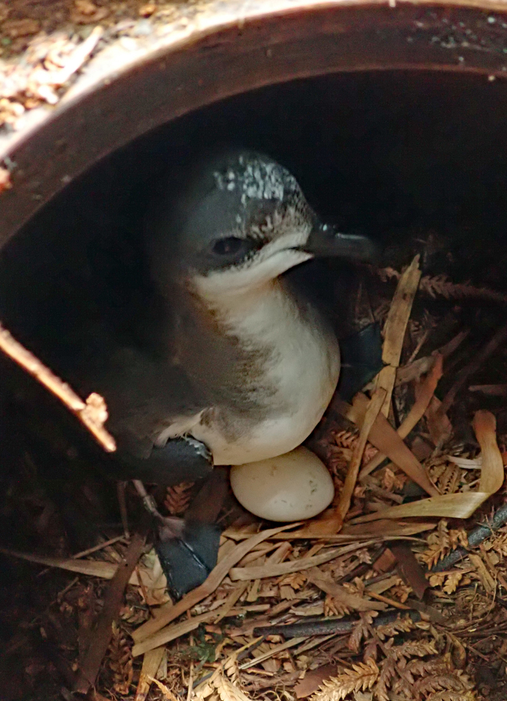 Chatham Petrel reference