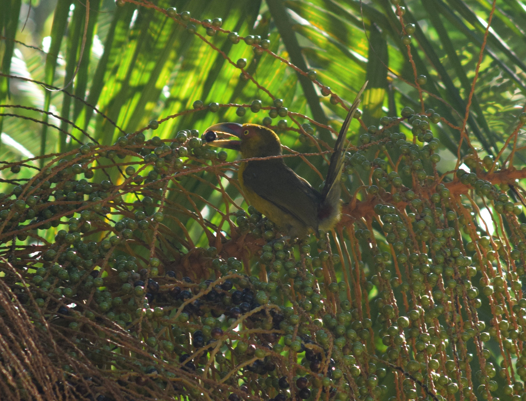 Saffron Toucanet reference