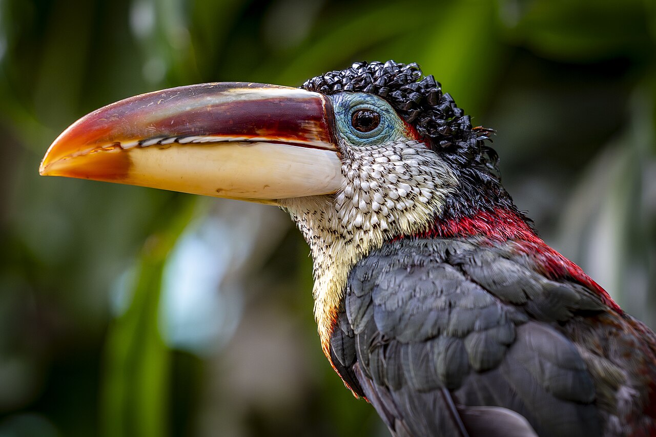 Curl-crested Aracari reference