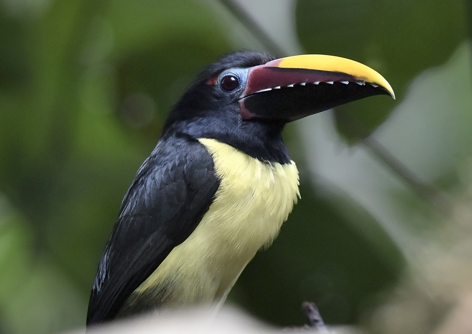 Green Aracari reference
