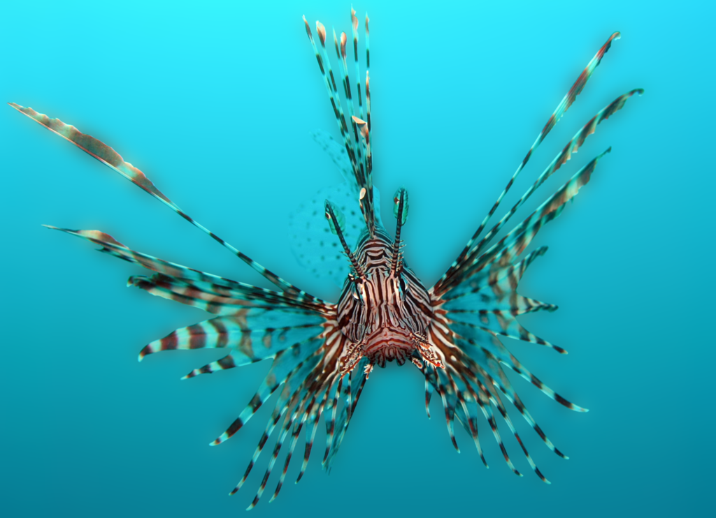 Common Lionfish reference