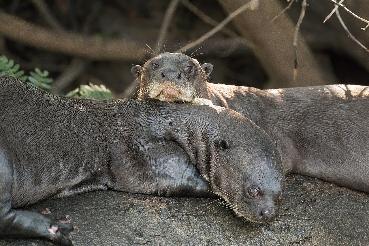 Giant Otter reference