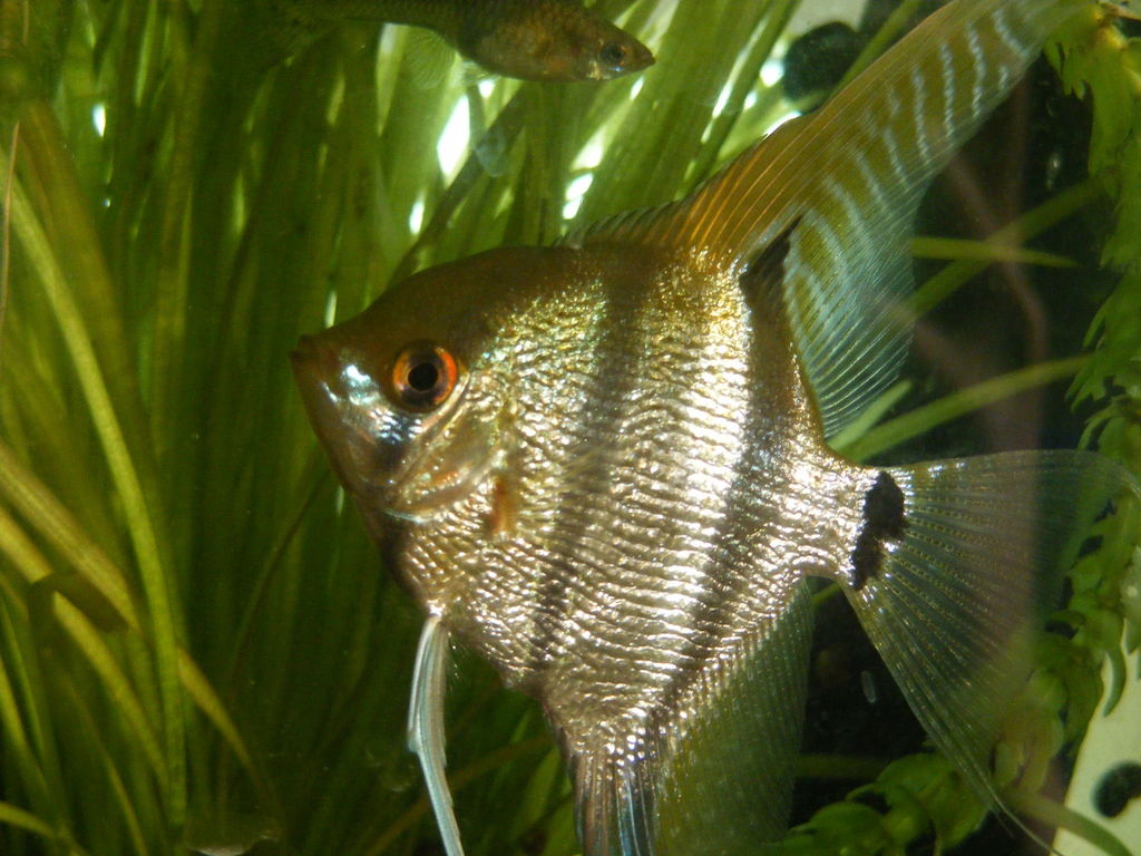 Freshwater Angelfish reference