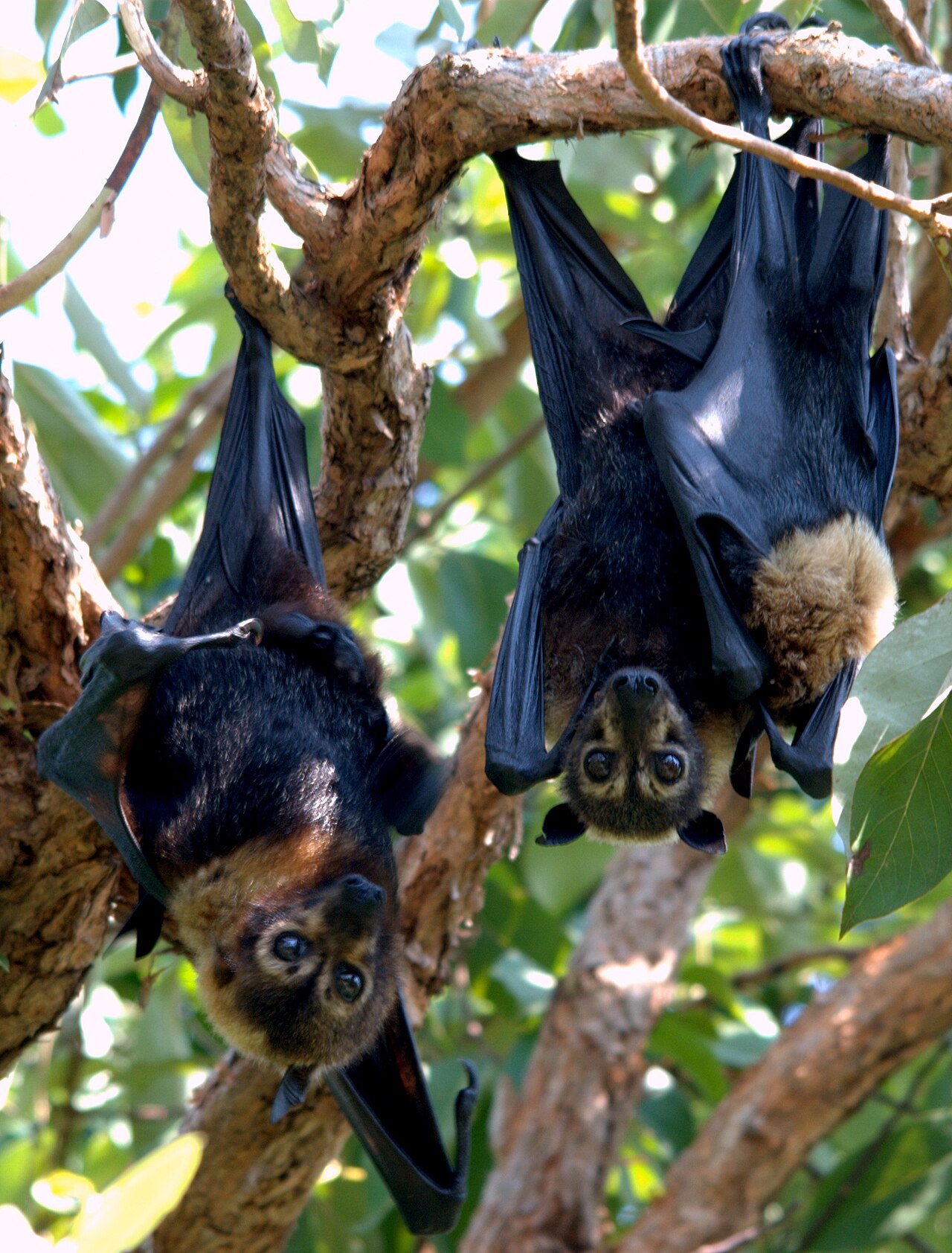 Spectacled Flying Fox reference