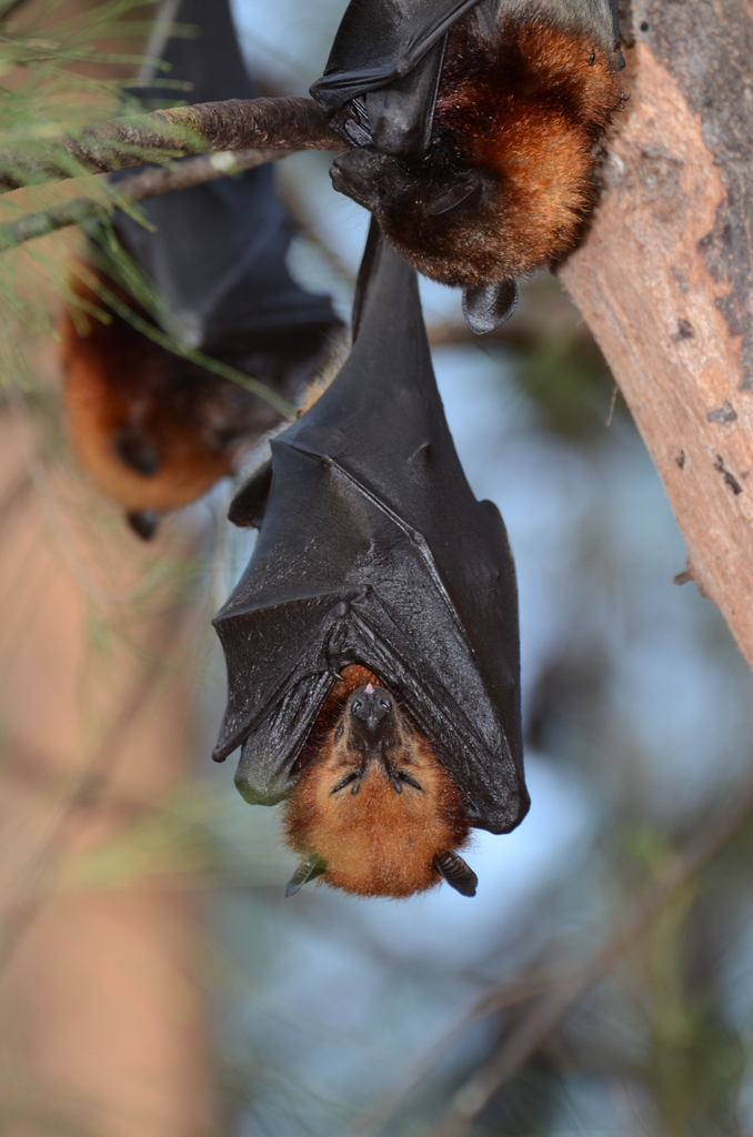Variable Flying-fox reference