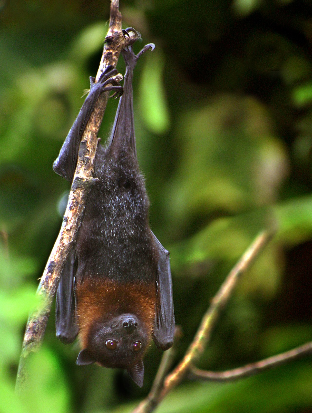 Lyle's Flying-fox reference