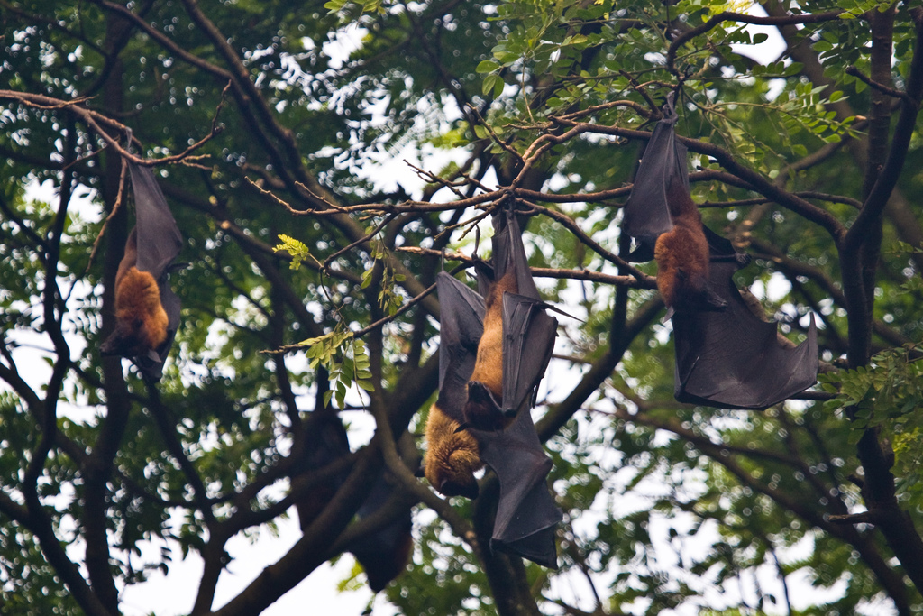 Indian Flying Fox reference
