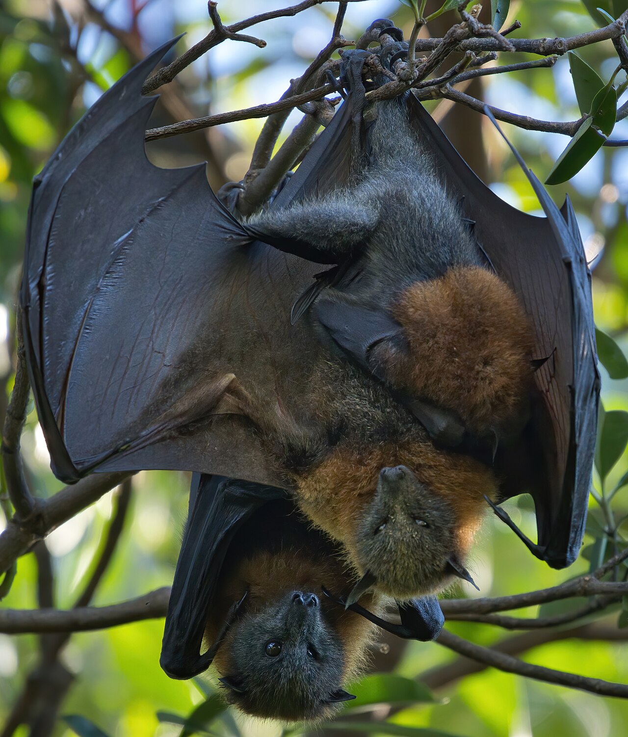 Grey-headed Flying Fox reference