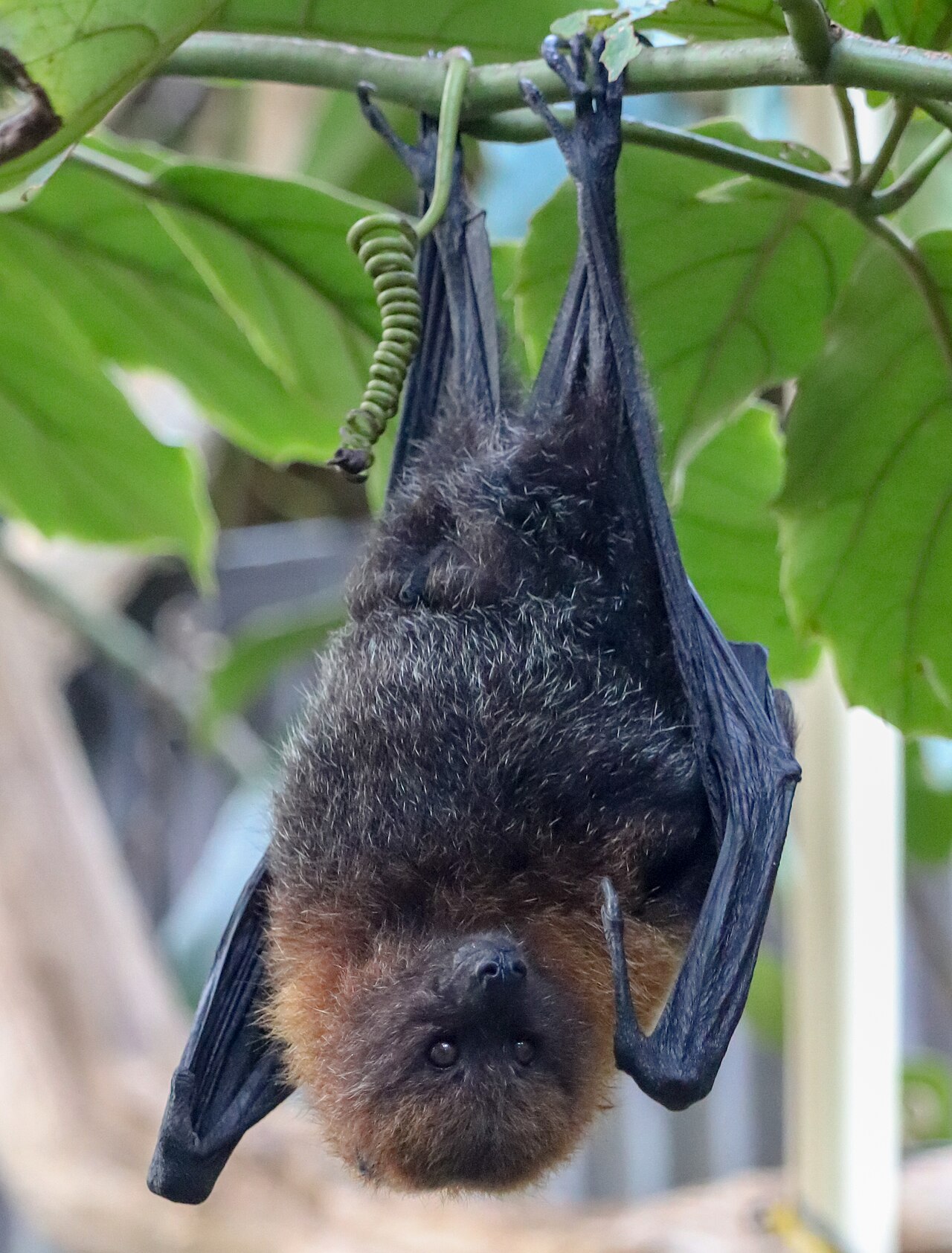 Rodrigues Flying-fox reference