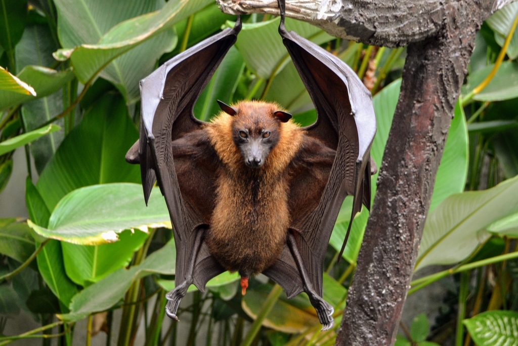 Large Flying-fox reference