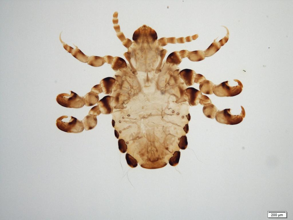 Gorilla Louse reference