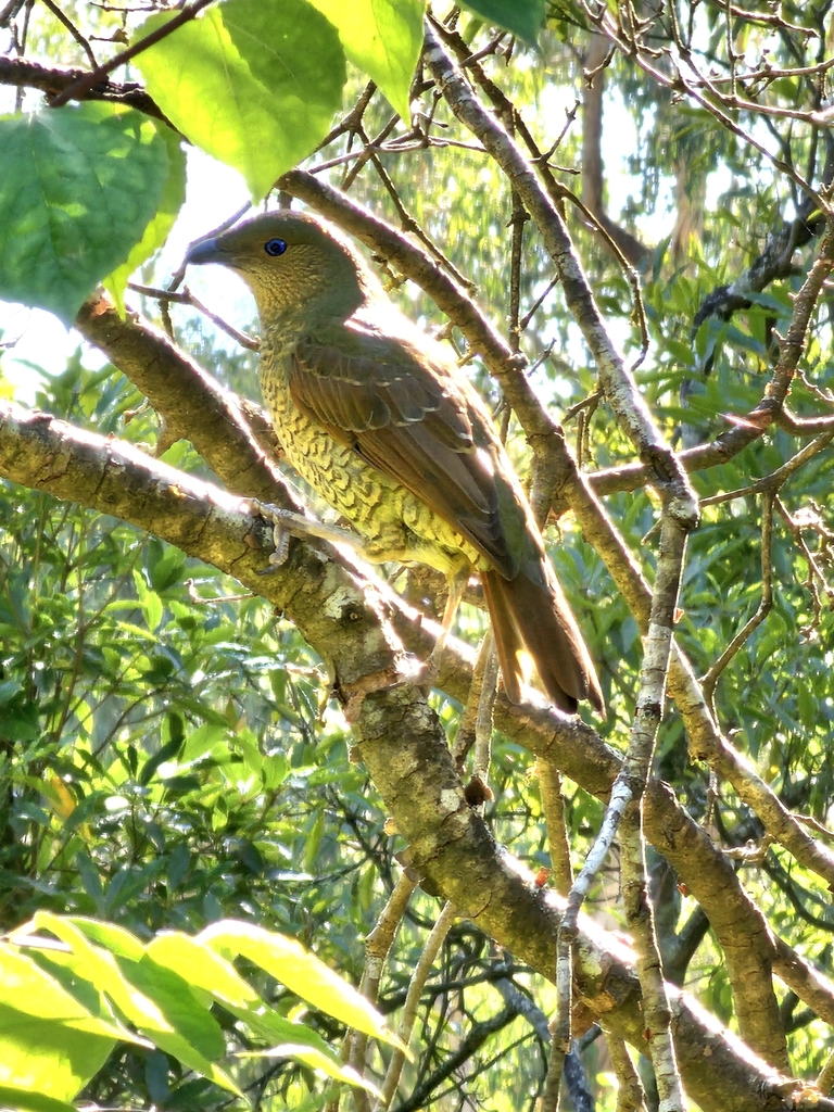 Satin Bowerbird reference