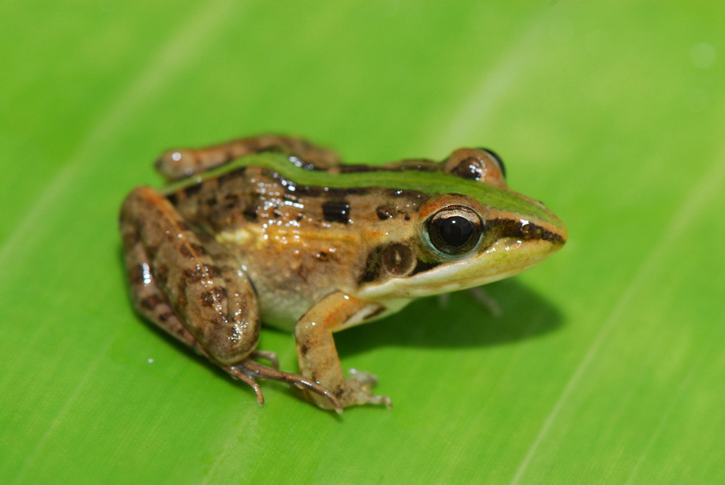 Mascarene Ridged Frog reference