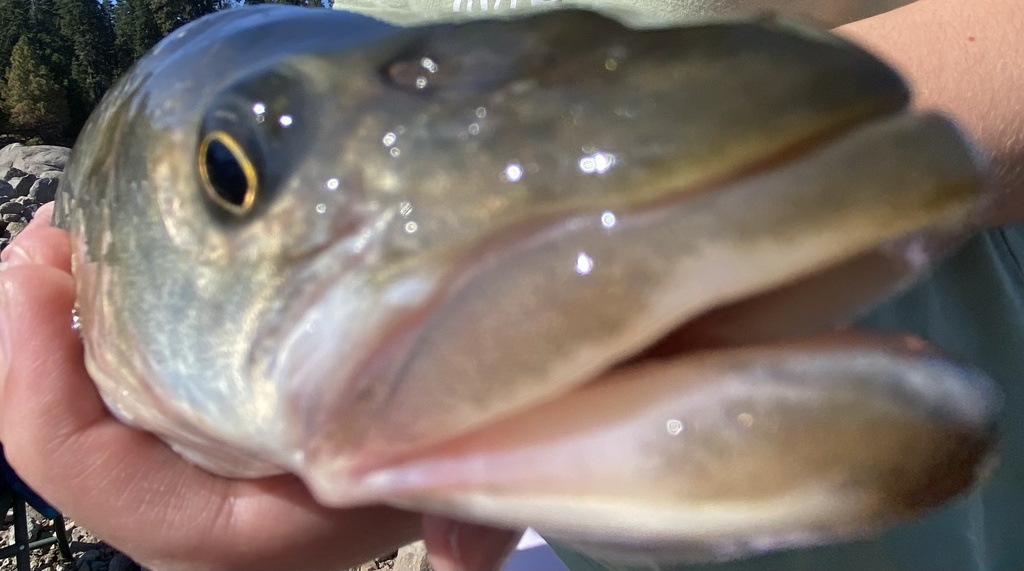 Sacramento Pikeminnow reference