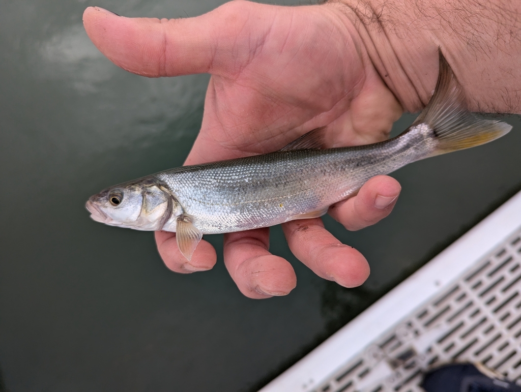 Northern Pikeminnow reference