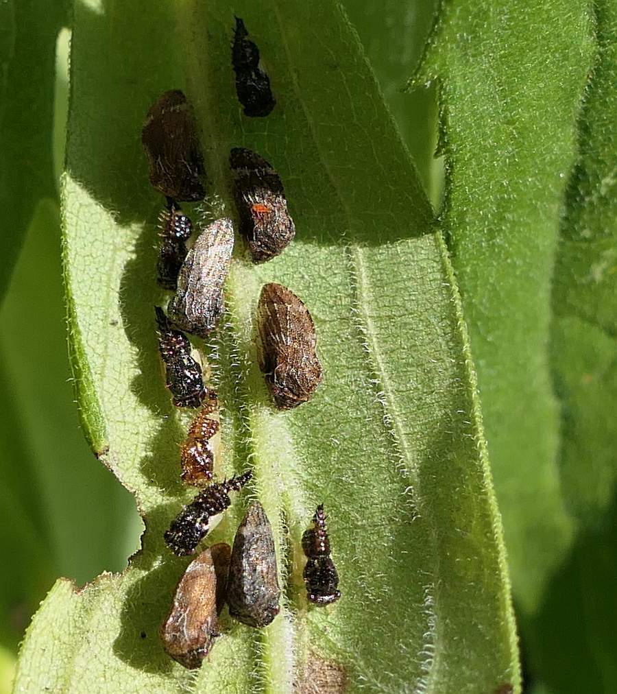 Aster Treehopper reference