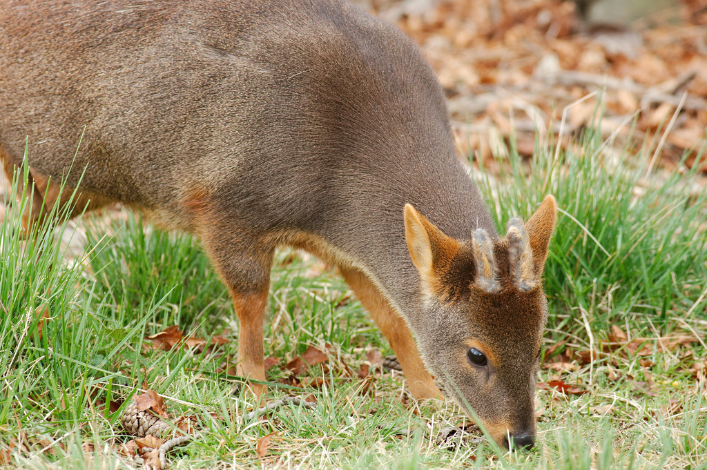 Pudu reference