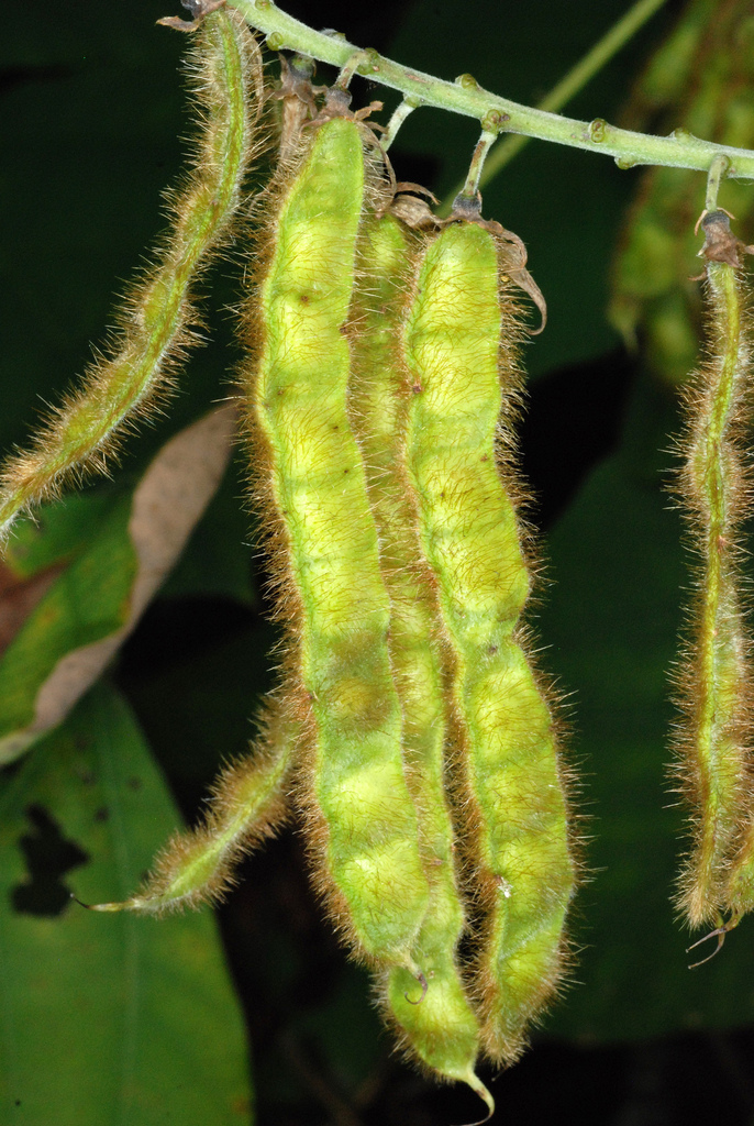kudzu reference
