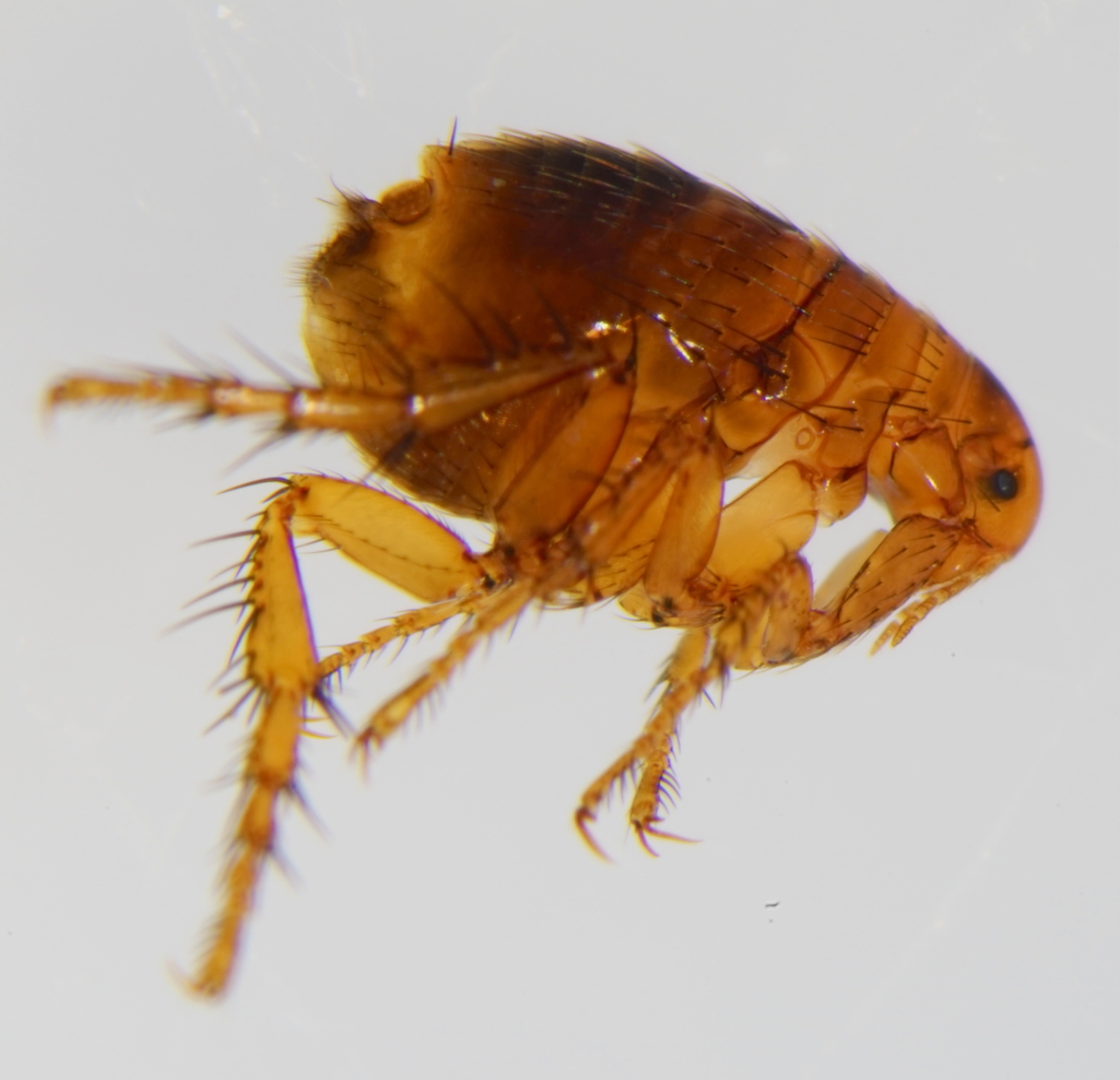 Human Flea reference