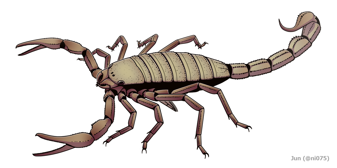 Pulmonoscorpius kirktonensis reference