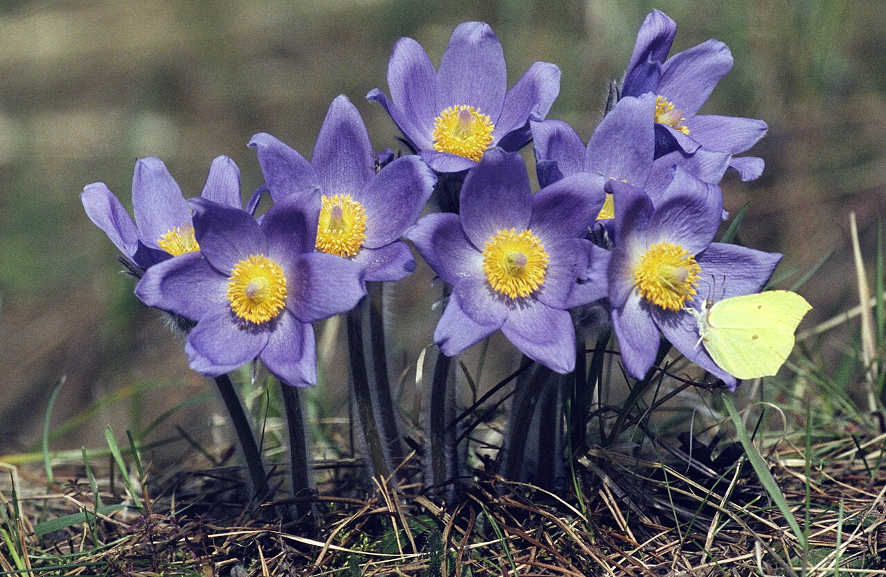 Pulsatilla patens reference