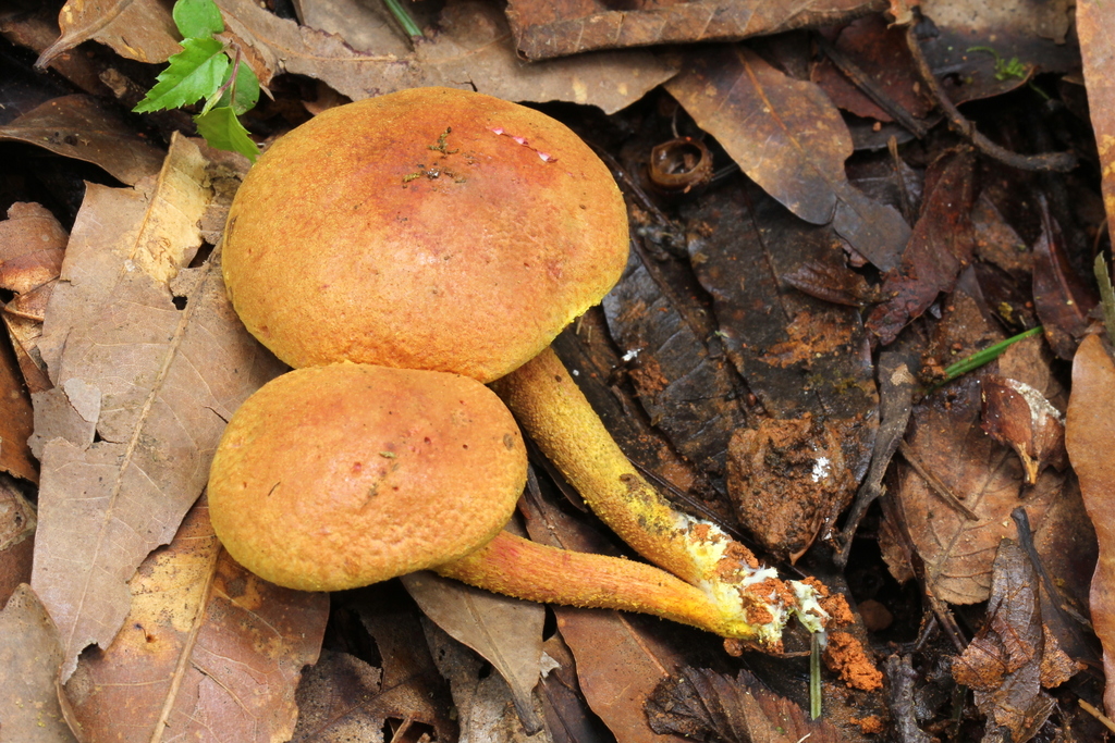 powdery sulfur bolete reference
