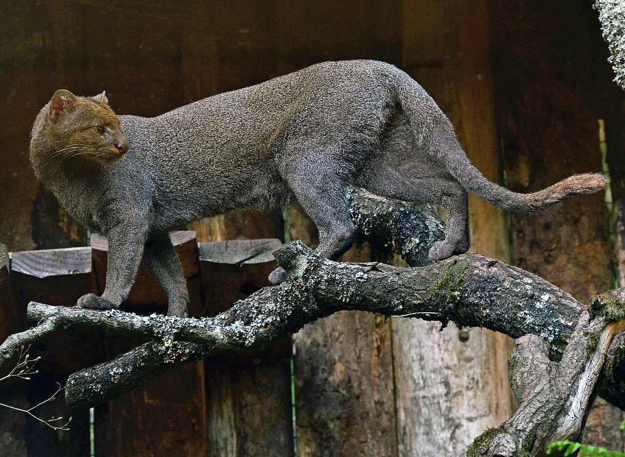 Puma yagouaroundi reference