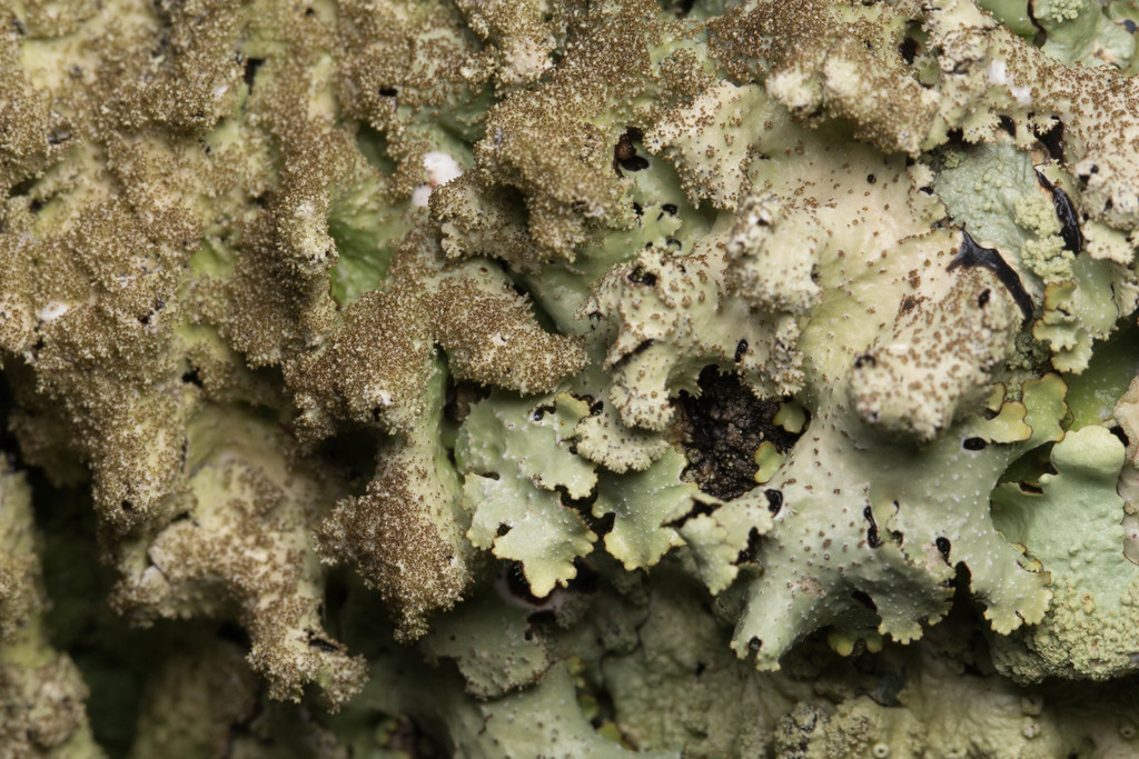 Rough Speckled Shield Lichen reference