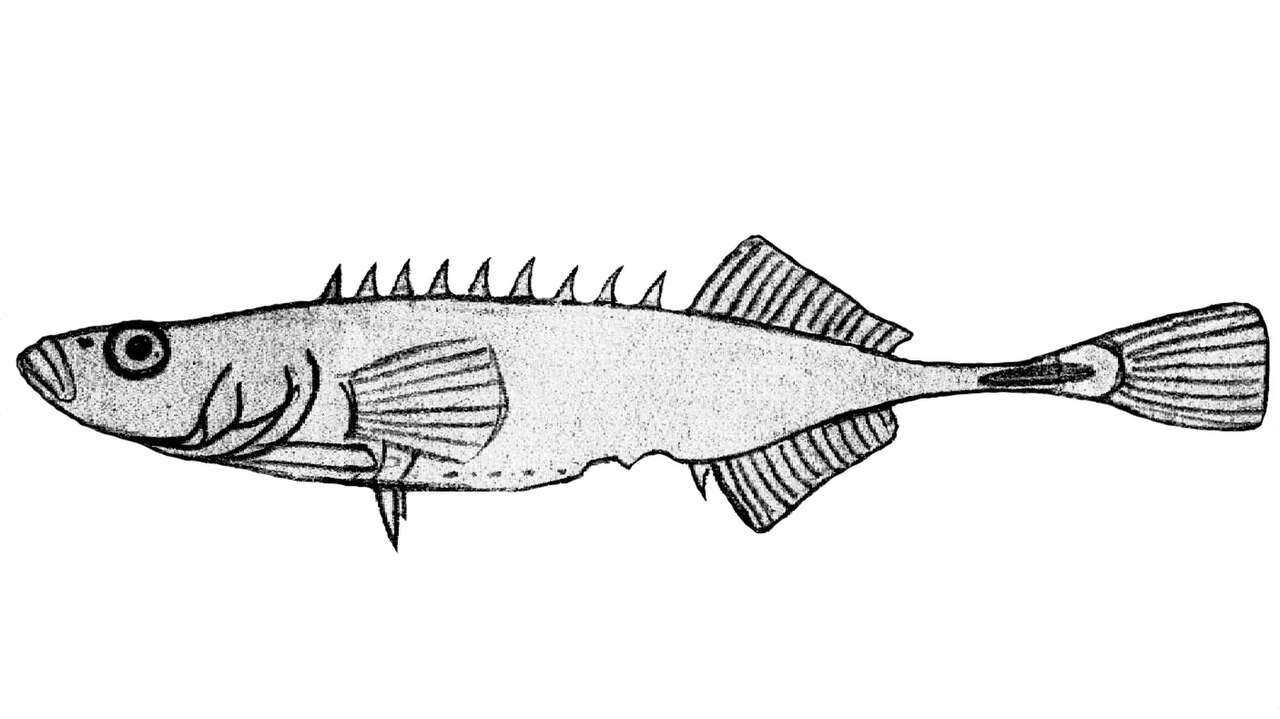 Amur Stickleback reference