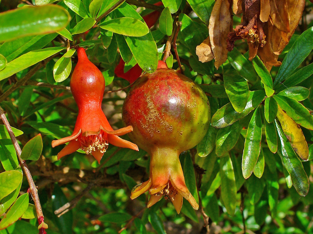 Pomegranate reference