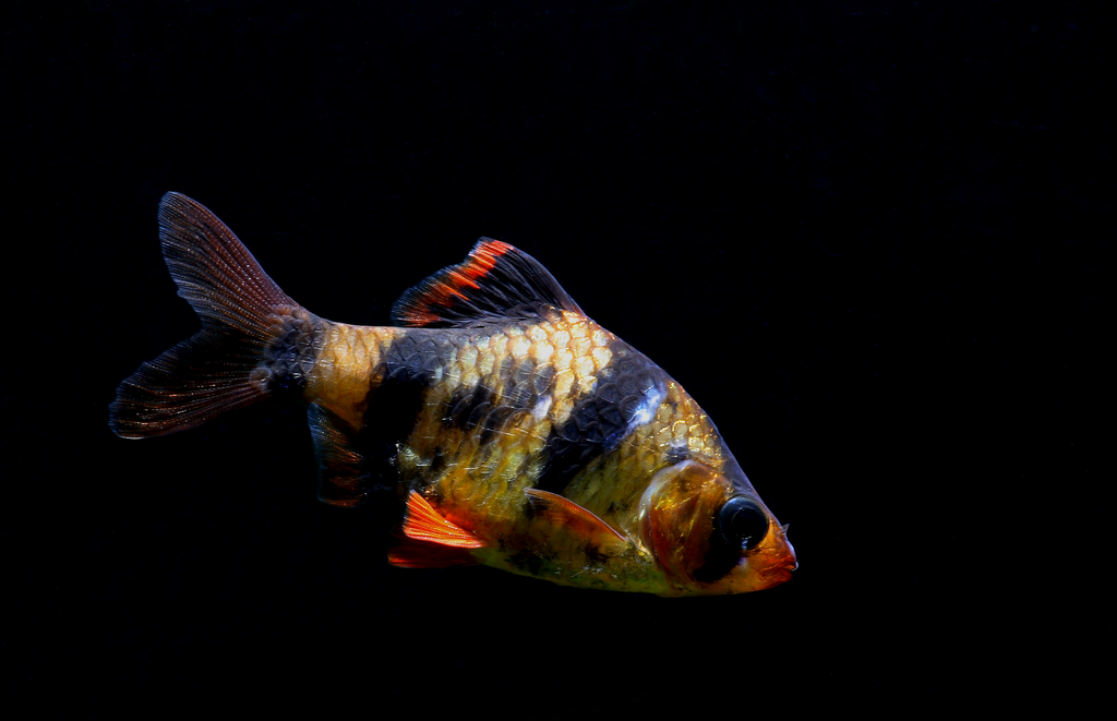 Tiger Barb reference