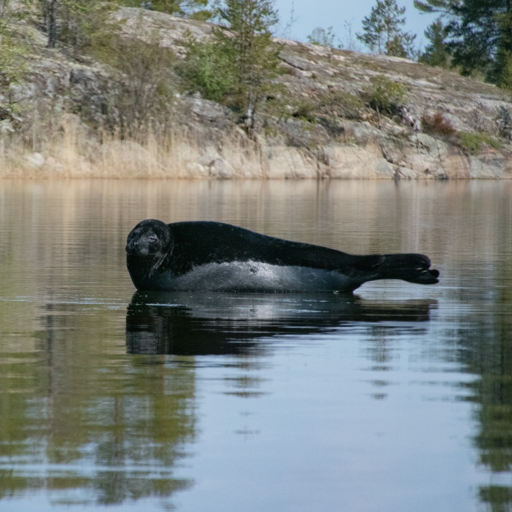 Ladoga Ringed Seal reference