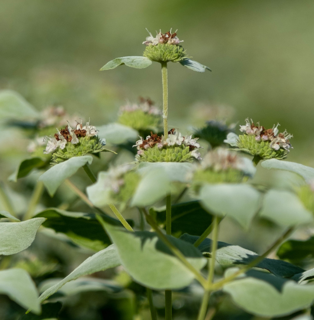 Clustered Mountainmint reference