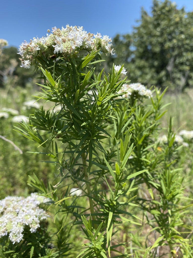 narrowleaf mountainmint reference
