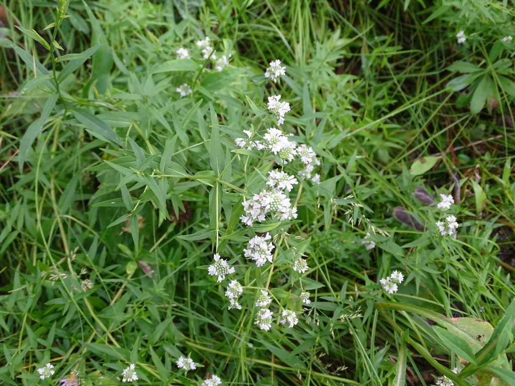 Virginia mountain mint reference