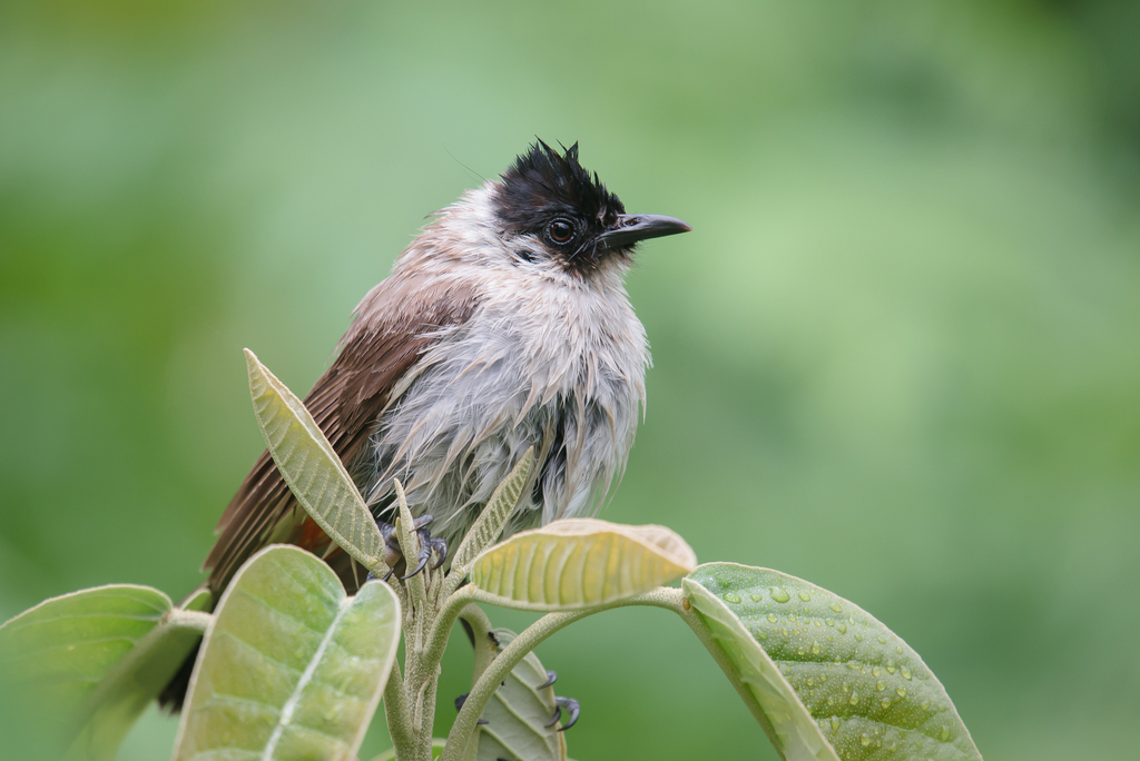 Sooty-headed Bulbul reference