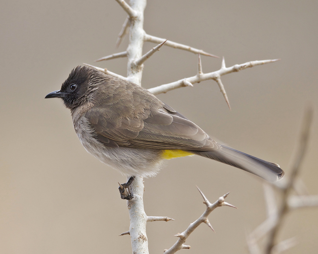 Common Bulbul reference