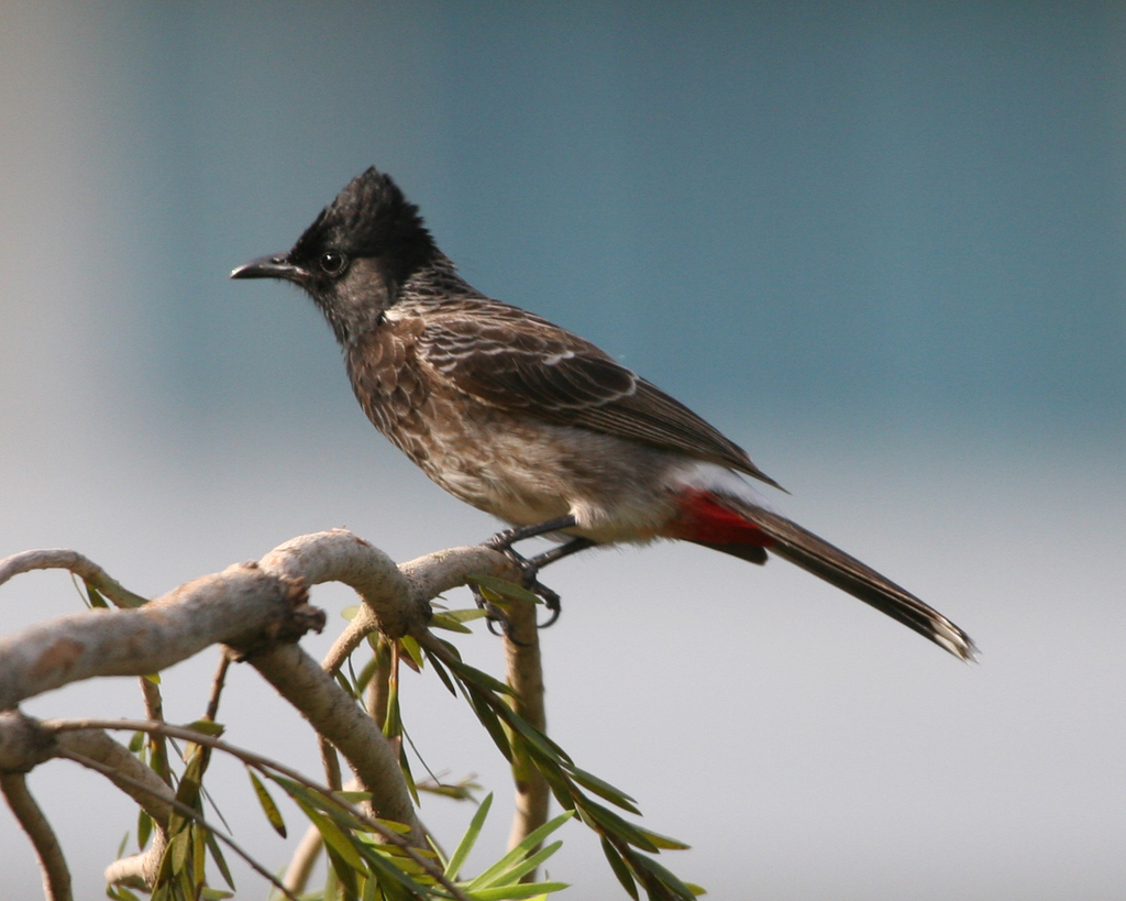Red-vented Bulbul reference