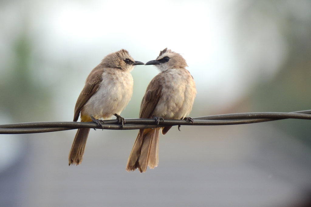 Yellow-vented Bulbul reference