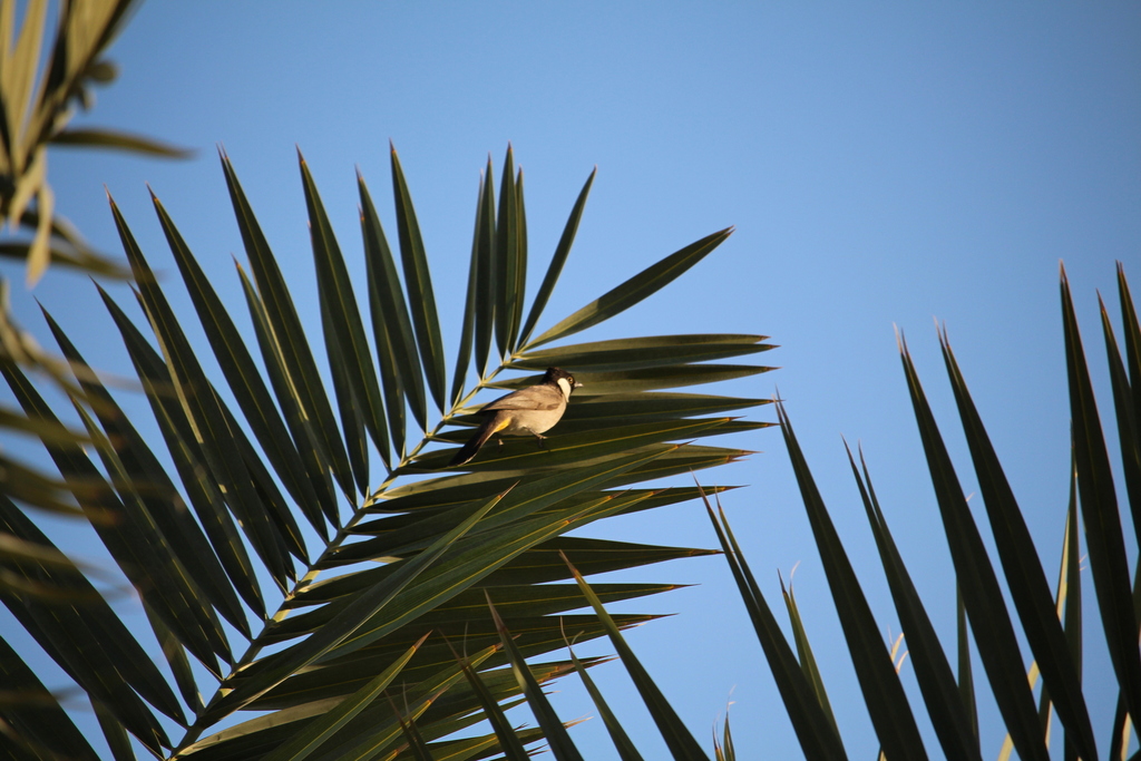 White-eared Bulbul reference