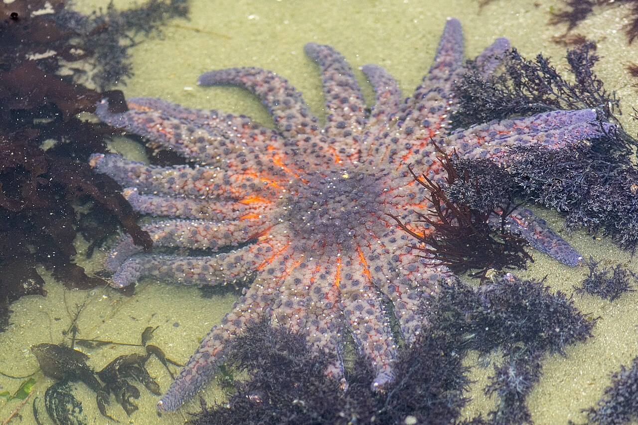 Sunflower Sea Star reference
